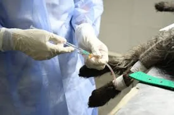 Conocé el cronograma del Móvil de Castración de la próxima semana