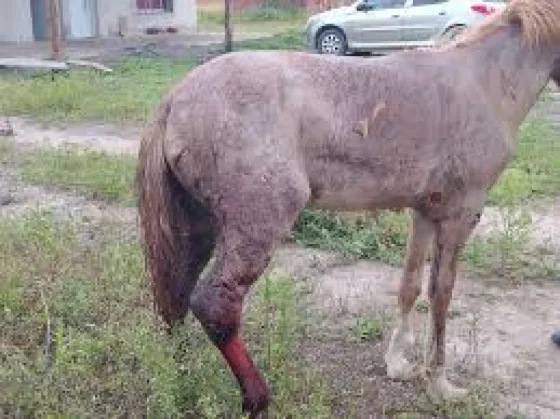 Imputarán a una mujer acusada de maltratar a una potranca que murió