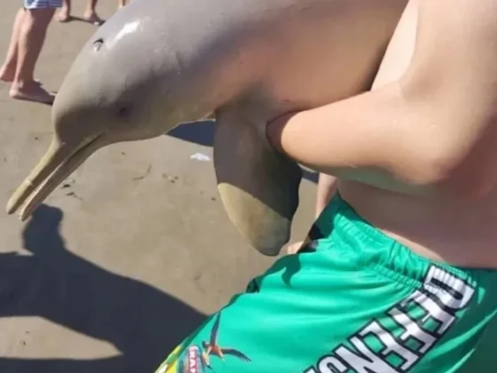 Murió un delfín que sacaron del agua para tomarse fotos