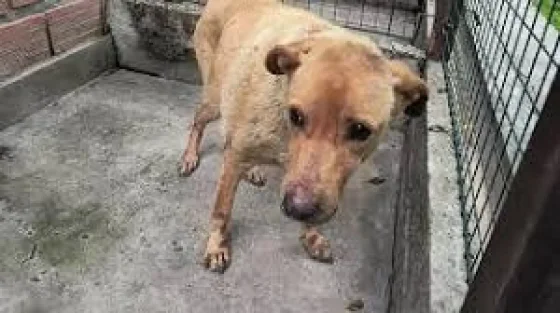 Rescataron a una perrita abandonada dentro del canal Esteco