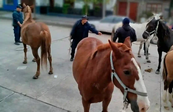 Caballería incautó animales sueltos en la Capital