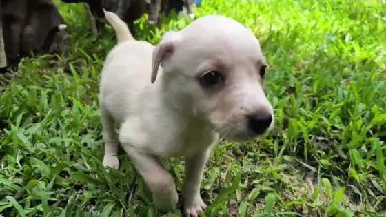 Realizarán una nueva jornada de adopción responsable