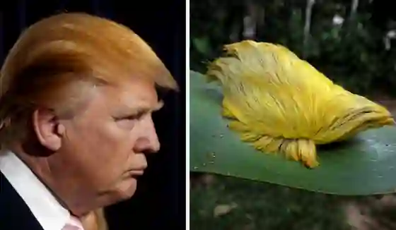 Mexicana se queda sin visa por tener memes de Trump en su celular