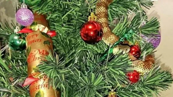 Mujer encuentra una serpiente venenosa de 1 metro enroscada en su árbol de Navidad