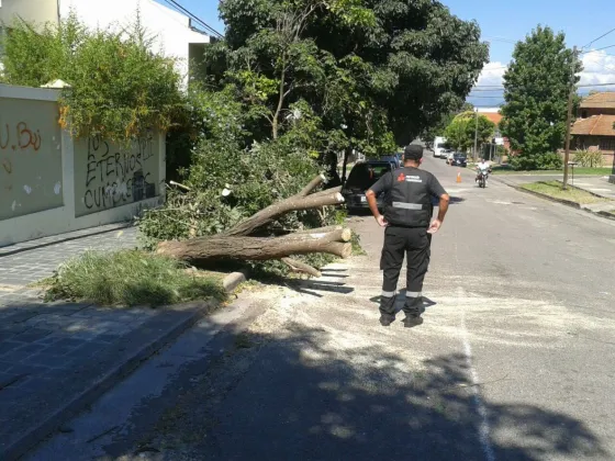 El temporal dejo más de 50 árboles caídos