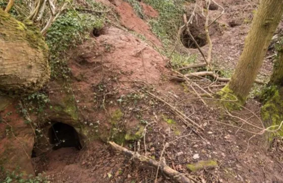 Pensaron que era una cueva de conejos pero en realidad... ¡Mirá!