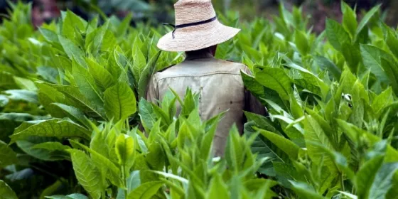 La exportación de tabaco aumentó el 115%, pero por una cuestión muy particular