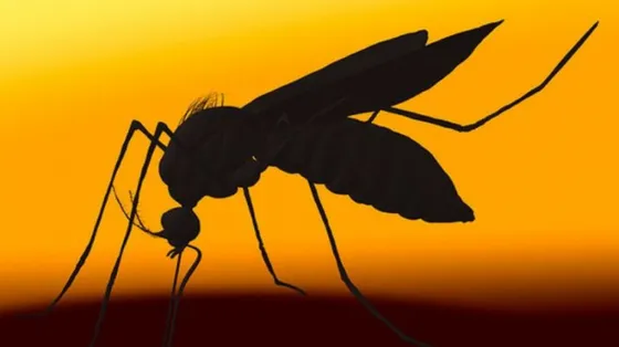 Son 11 los casos de Zika confirmados en el norte de la provincia ¿Cuáles son las zonas más afectadas?