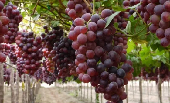 ¿Que hacemos con 18 millones de kilos de uvas?