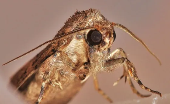 Senasa puso en cuarentena a Cafayate